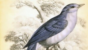 Vogelzeichnung blau